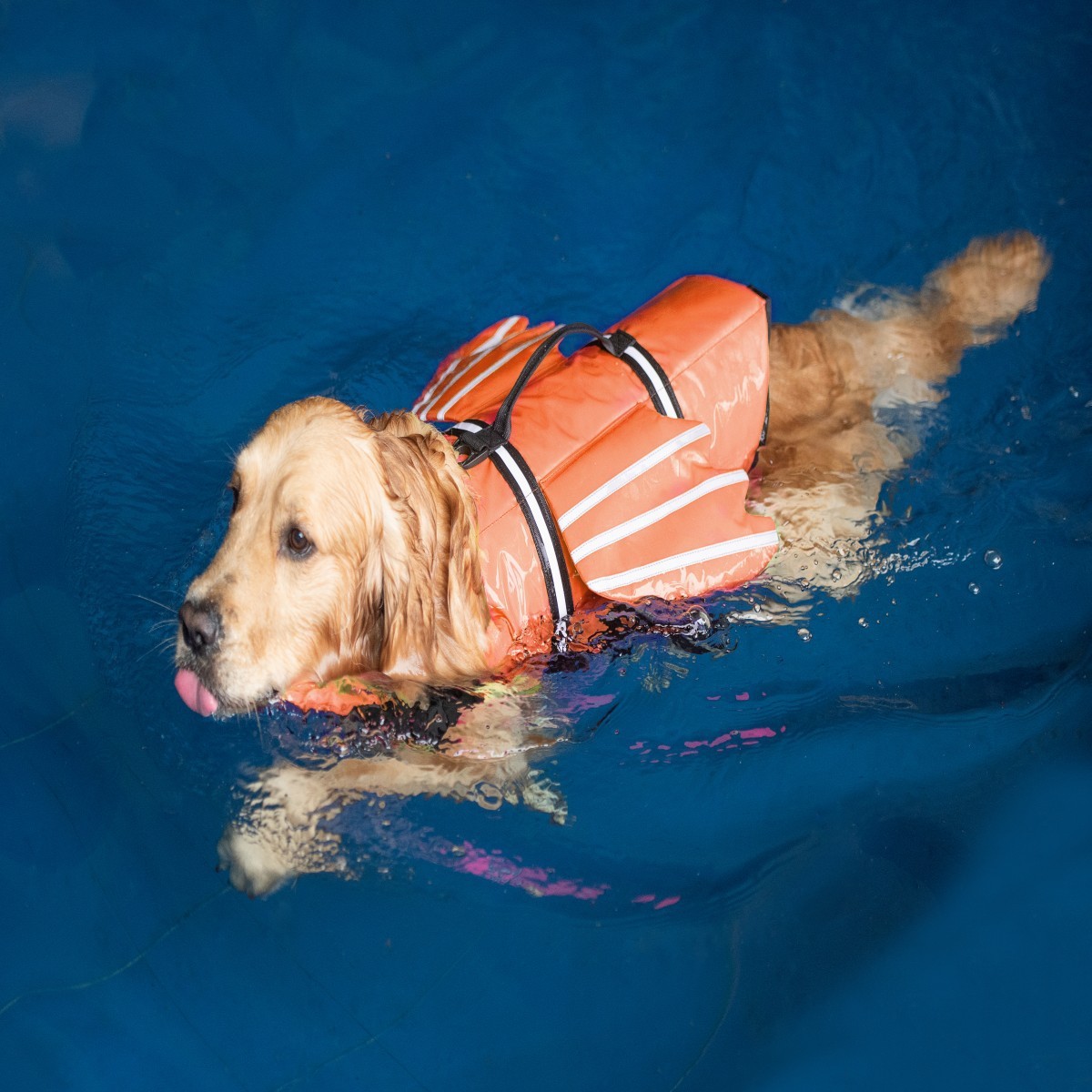 Dogs Life Jacket with Chin Flo - Life Jacket review and price